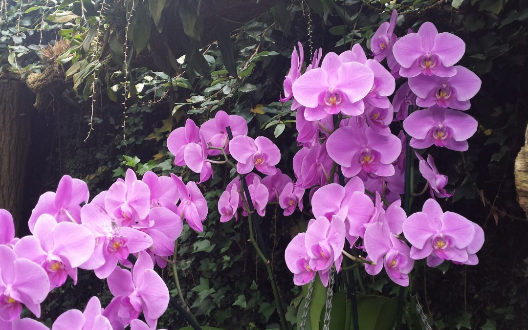 De Orchideeën Hoeve: Het perfecte uitstapje met kinderen